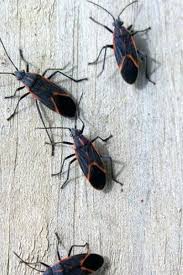 No problem, we will work with you to provide the most convenient time. Syracuse Pest Control Residential Commercial Extermination Ppc