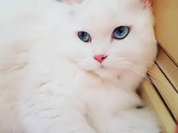 If you live in new york city and are hoping to adopt from us, check out the cats. 9 Beautiful White Cats And Kittens
