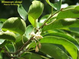 Image result for Mimusops elengi