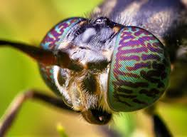 They're champions at breaking down green materials and. Can You Solve The Food Waste Problem With Fly Larvae