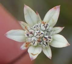 Image result for Alepidea