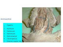 The three scalene muscles are found forming the floor of the posterior triangle. Neck Muscles 1 Digastric 2 Mylohyoid 3 Geniohyoid 4 Sternohyoid Ppt Video Online Download