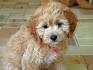 Havapoo Puppies for Sale Washington DC | Windsor Oak Farm