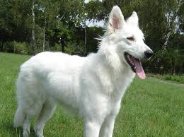 Black And White Shepherd Husky Mix Can You Name 99 Dog Breeds With Images White German Shepherd Shepherd Dog