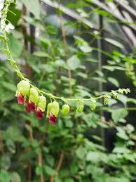 Image result for Tinnea aethiopica