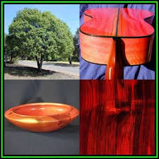 Image result for Berchemia zeyheri