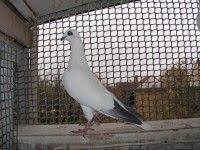 pigeons panosundaki pin
