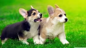 Everything you ever wanted to know about collie dogs, from puppy information, breeding, club. Corgi Puppies For Sale In Va Petswall
