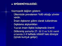 Nematodlarin Neden Oldugu Hastaliklar Prof Dr Y Ali Oner Pdf Free Download