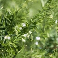 Image result for Lens culinaris