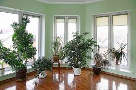   when plants move around in the box you end up with broken tops and an unhappy person who is receiving the plants. Ap Rcli4u0otlm