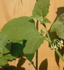 Leaves are simple, alternate, elliptic to oblong, 4 to 6 inches long, with parallel veins extending from a prominent midrib. Black Nightshade Solanum Ptycanthum