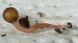 They are on their own as soon as they are born. How Are Worms Born Youtube