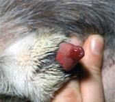 Image result for Urethral Prolapse