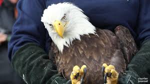 Some eagles in captivity have lived up to 50 years, but in the wild they would not live as long. Eagles Are Making A Comeback In Kentucky Here S What To Know
