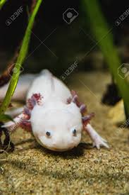 Visiting the aquarium in vancouver gives guests a chance to get to know the amazing animals that are there being featured in the exhibits. A Closeup Of A Axolotl Walking On Sand Vancouver Aquarium Bc Canada Stock Photo Picture And Royalty Free Image Image 138159316