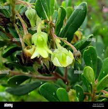 Image result for Diospyros dichrophylla