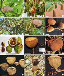 Image result for Lecythidaceae