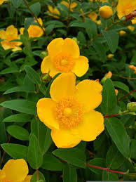 Image result for Hypericum humbertii