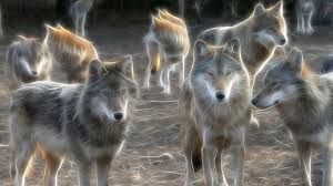There are 82 wolf desktop wallpapers published on this page. 47 Moving Wolf Wallpapers On Wallpapersafari