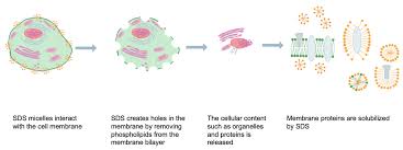The Effect Of Residual Triton X-100 On Structural Stability And Infection  Activity Of Adenovirus Particles - Sciencedirect
