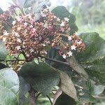 Image result for Cola lateritia