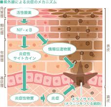 アロエベラ葉エキスとは 成分効果と毒性を解説 化粧品成分オンライン