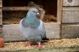 How to keep birds out of barn. 8 Simple Ways To Get Rid Of Pigeons In Your Barn My Backyard Life