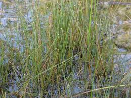 Image result for Eleocharis geniculata
