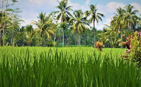 We did not find results for: Pin Oleh Herman Feddema Di Rice Pemandangan Fotografi Alam Lanskap