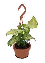 The butterfly house includes native species, which vary by season and what is available from suppliers. White Butterfly Arrowhead Plant 4 Mini Hanging Basket Syngonium Nepthytis Hirt S Gardens