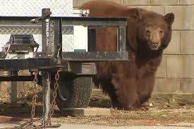 Bear That Clawed 2 People in California Is Euthanized, Orphaning Its Cubs