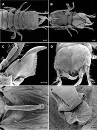 Image result for Gnidia inconspicua