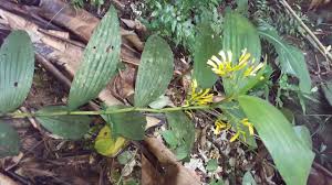 Image result for Corymborkis