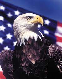Check spelling or type a new query. Amerikaanse Zeearend Spreekbeurten Info