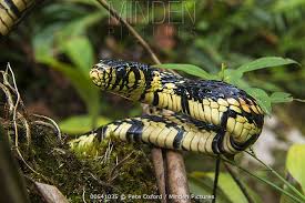 Image result for Spilotes pullatus