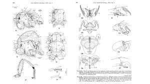 New zealand bat conservation, auckland, new zealand. New Zealand S Flightless Hitch Hiking Bat Fly Auckland Zoo