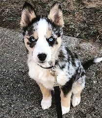 Is the australian cattle dog hypoallergenic? Aria The Ausky Husky And Australian Cattle Dog Mix Shepherd Dog Breeds Australian Cattle Dog Mix Cute Dogs Breeds