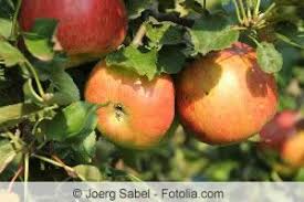 Ein ahorn zum beispiel mag den boden nicht zu. Wann Pflanzt Man Obstbaume Tipps Zur Besten Pflanzzeit Hausgarten Net