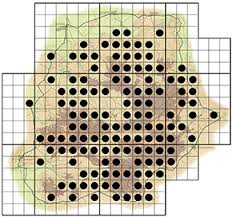 Image result for Faurea saligna