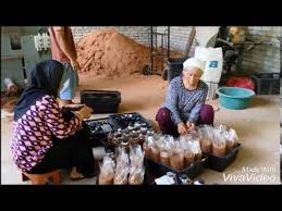 Cara tanam cendawan tiram kelabu (how to grow grey oyster mushroom) #howto 0:00 intro 0:13 pembuatan bongkah cendawan | making mushroom block 1:17. Mykomunitikreatif Cara Cara Penanaman Cendawan Tiram Kelabu Youtube