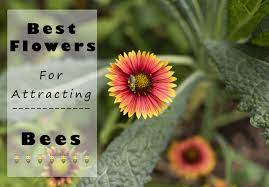These plants have floral traits expected to attract native bees, including attractive flower color, size, and shape. Pin On Bee Friendly Flowers Plants