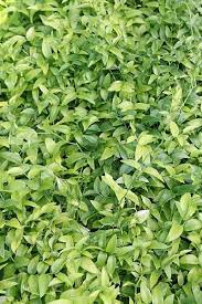 Asparagus Asparagoides Rabbit Resistant Plants Deer Resistant Plants Bridal Vines