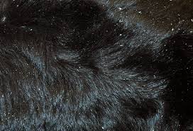 Hair loss related to infection in dogs; Pictures Of Skin Problems In Dogs From Dandruff To Ringworm