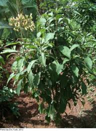 Image result for Vernonia natalensis