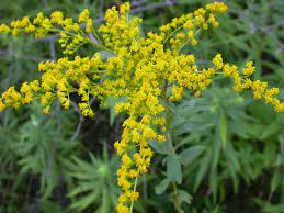 Solidago Canadensis Canadian Goldenrod World Of Flowering Plants