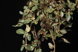Image result for Alternanthera caracasana