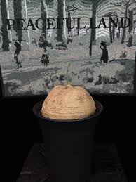 Image result for Trochomeria polymorpha