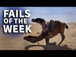 Sajin paul 68.123 views11 months ago. Camel Fails Youtube