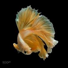 Betta Fish Betta Fish Underwater Fish Betta